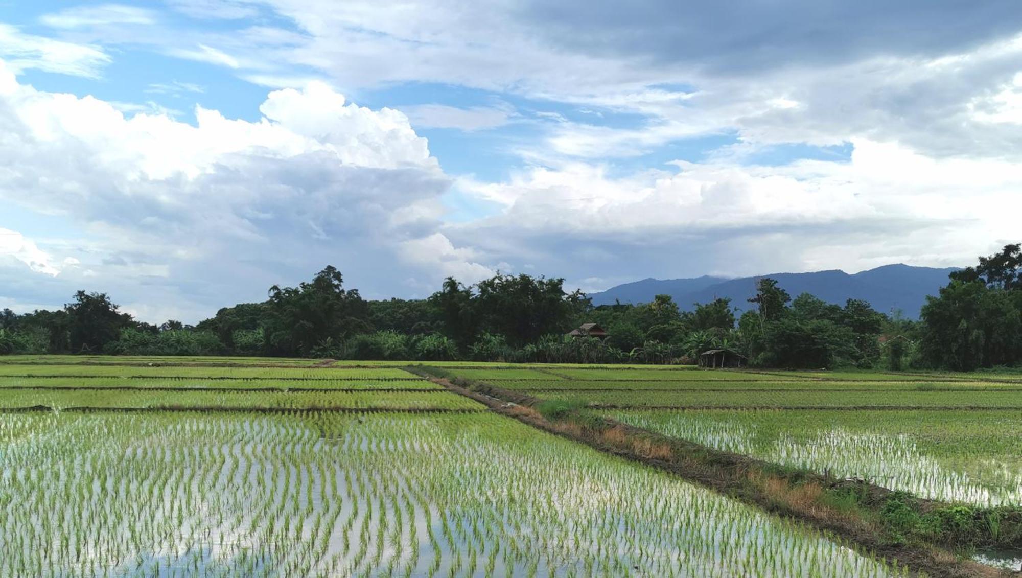 Wichouda * Chiang Dao